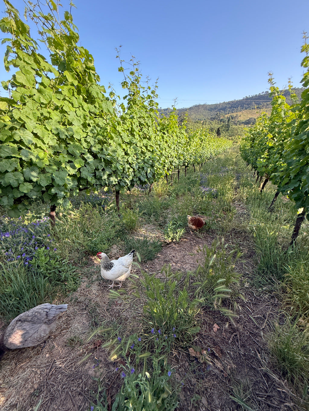 Homenagem 'a Barão von Füstenberg'