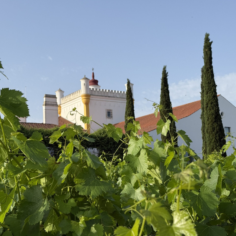 Alicante Bouschet & Tinta Miúda