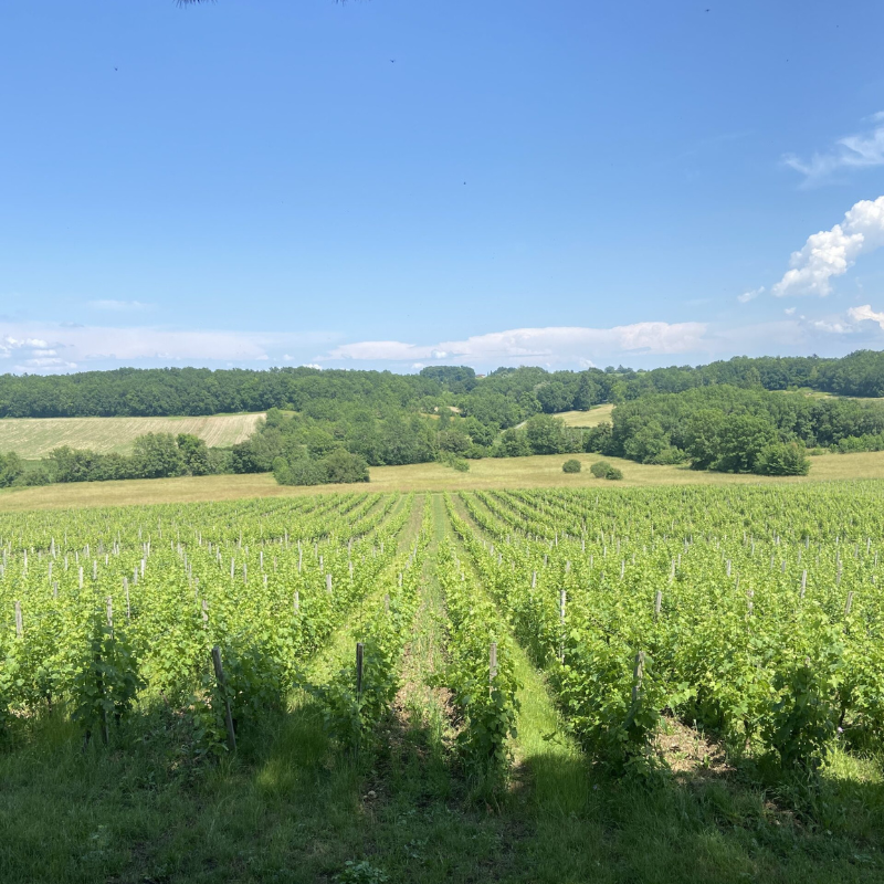 Hostens~Picant Rouge